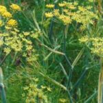 5 plantas medicinales contra los problemas de digestión