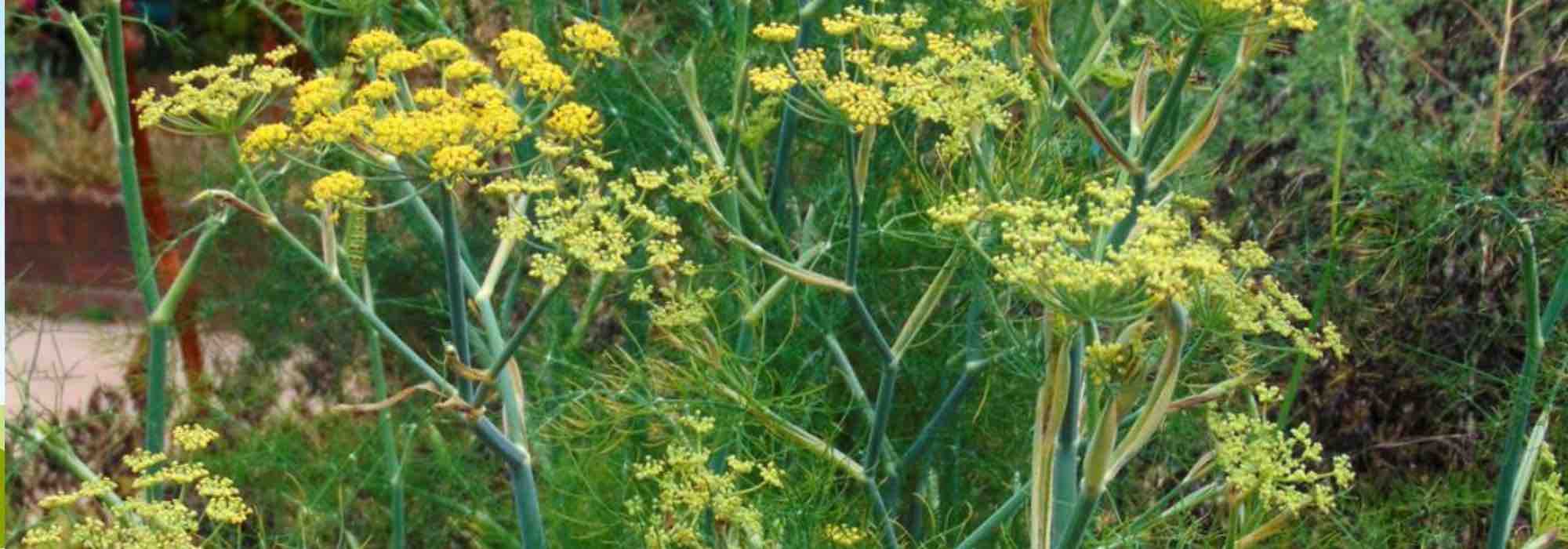 5 plantas medicinales contra los problemas de digestión