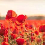 Plantemos especies autóctonas para atraer a los insectos polinizadores