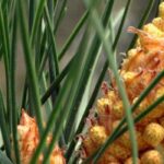 Riesgo de incendio: 10 plantas inflamables que conviene evitar en el jardín