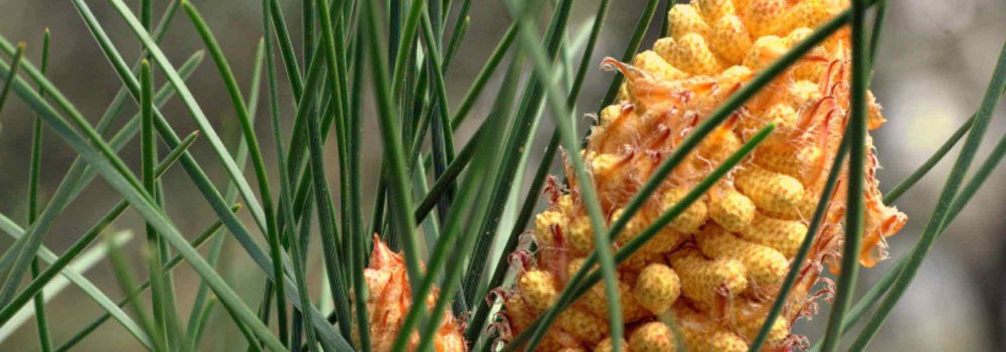 Riesgo de incendio: 10 plantas inflamables que conviene evitar en el jardín