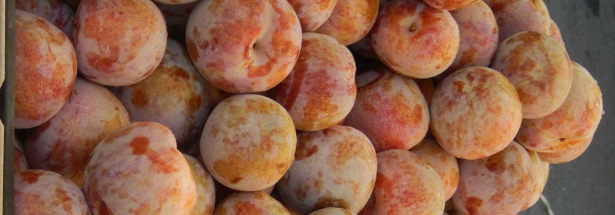 Pluot o ciruela-albaricoque: las mejores variedades