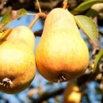 Elegir bien su peral: nuestra guía de compra