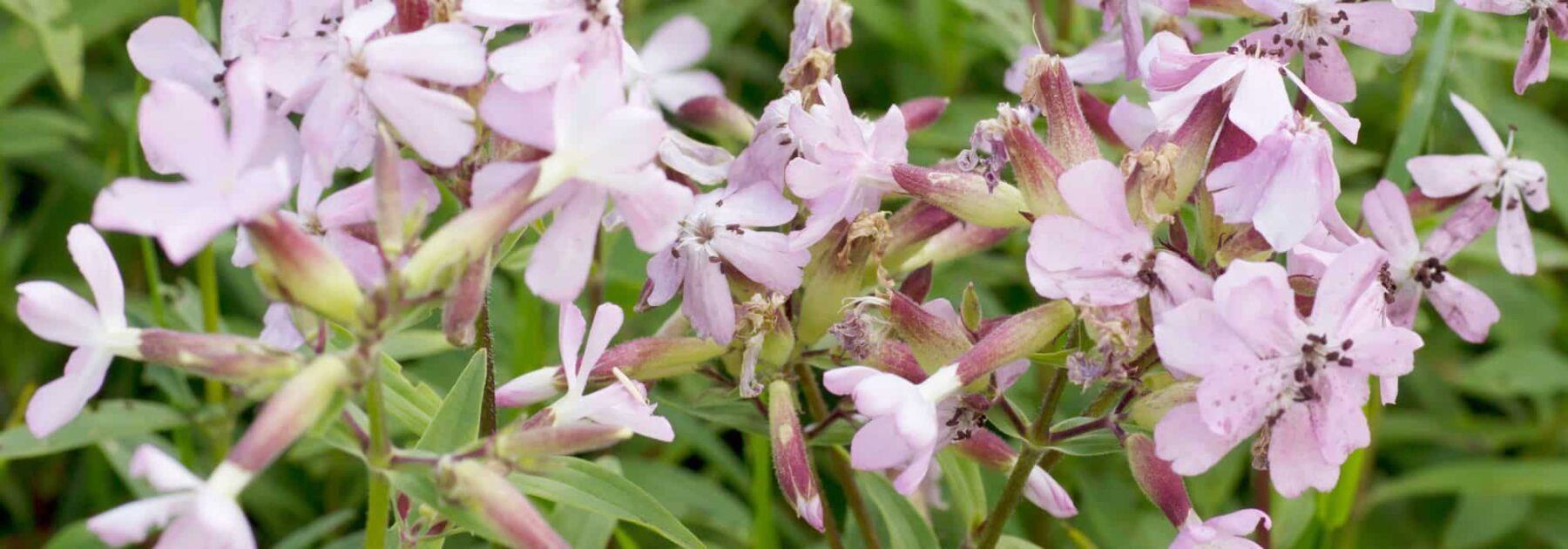 Saponaria: plantar, cultivar y cuidar