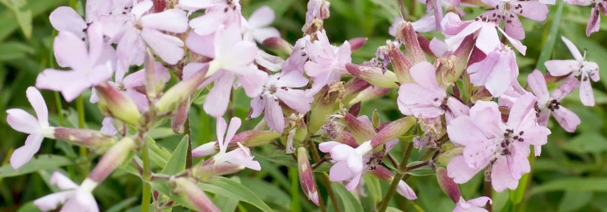 Saponaria: plantar, cultivar y cuidar