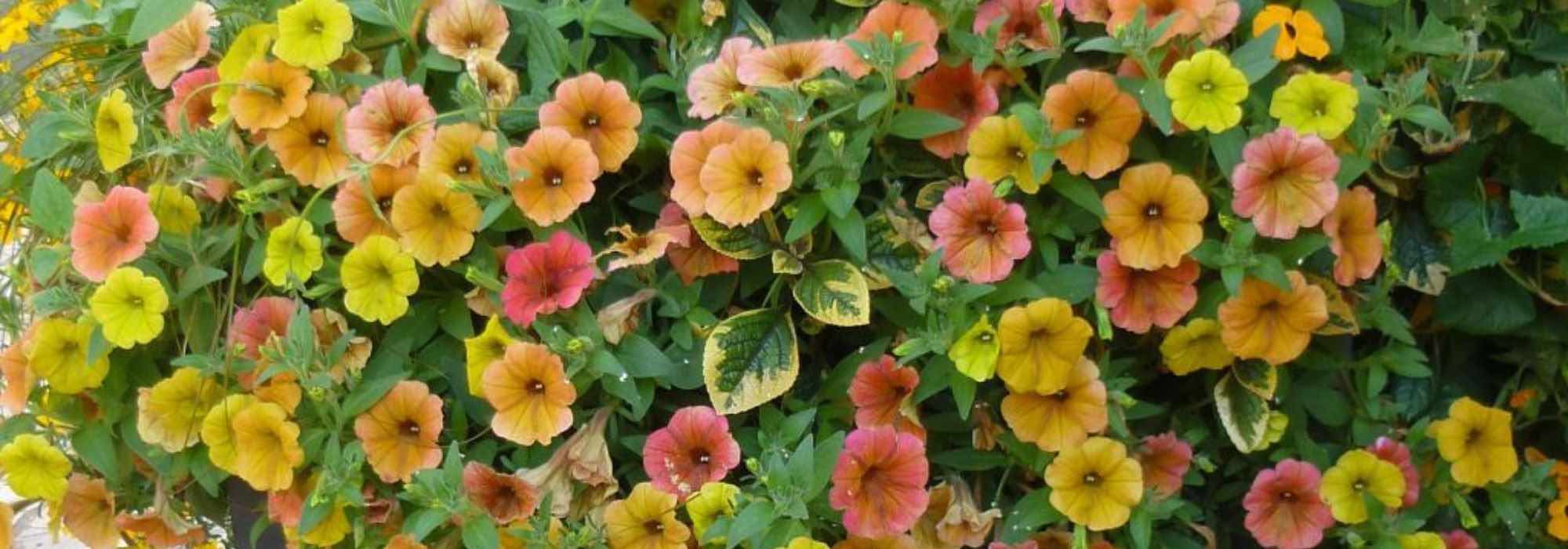 7 surfinias y petunias para florecer la terraza o el jardín