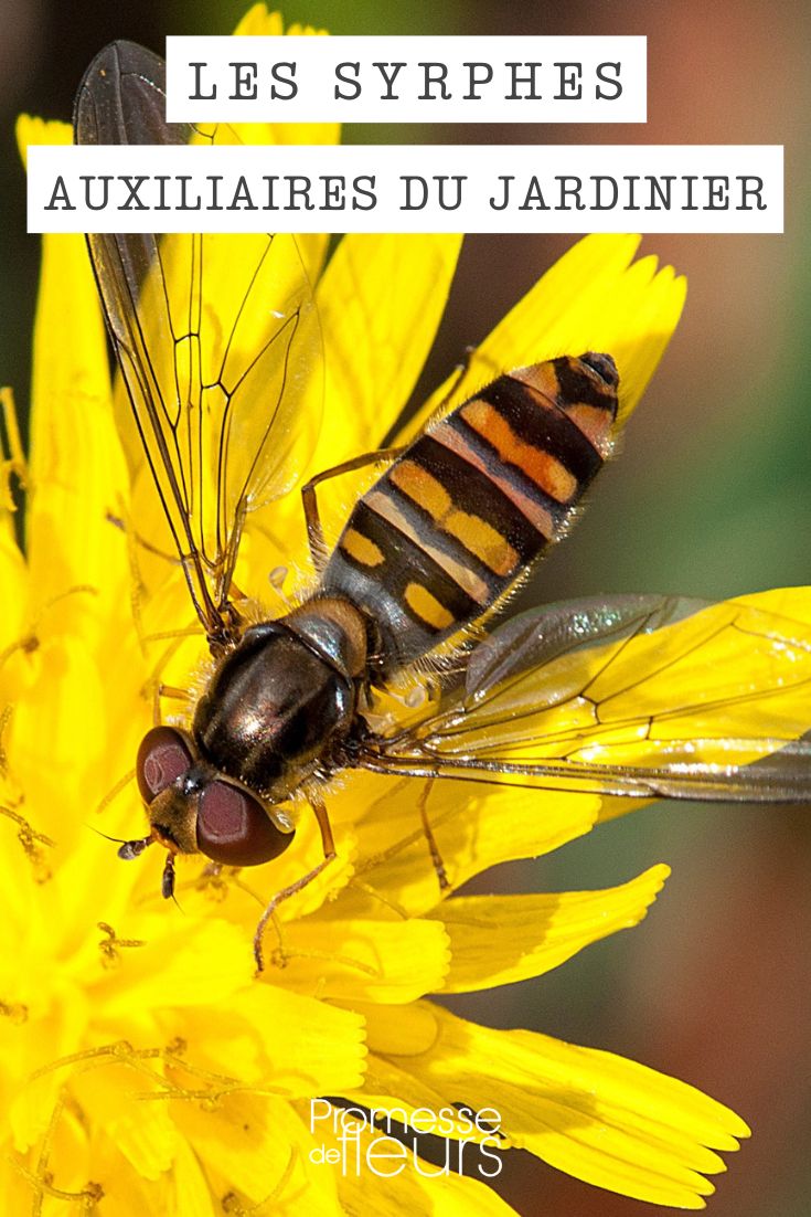 sírfido insecto auxiliar