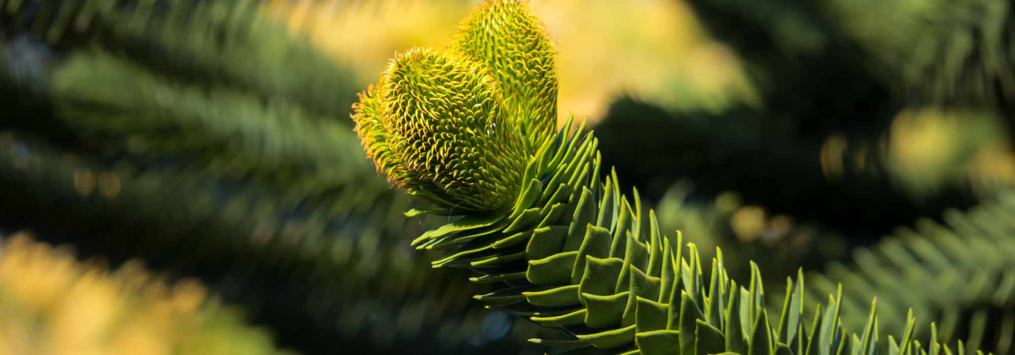 Araucaria - Araucana: plantar y cuidar