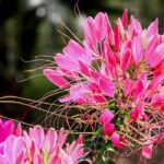 5 Cleome de flores rosadas que tienes que tener en tu jardín