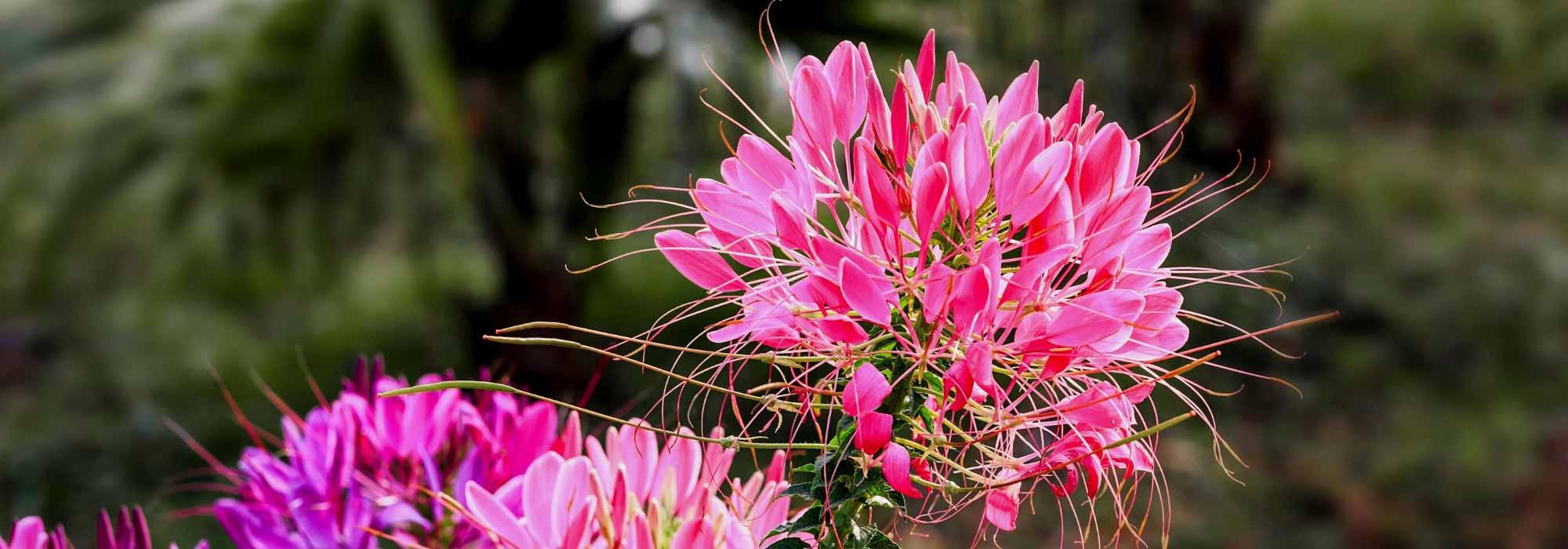 5 Cleome de flores rosadas que tienes que tener en tu jardín