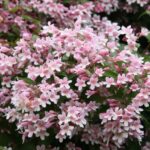 ¿Cómo hacer esquejes de Kolkwitzia?