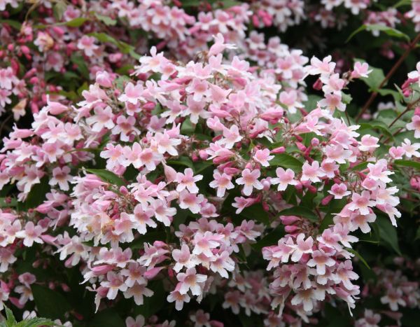 ¿Cómo hacer esquejes de Kolkwitzia?