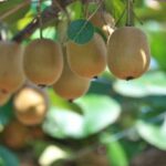 ¿Cómo hacer esquejes de kiwi? : nuestros consejos para conseguirlo