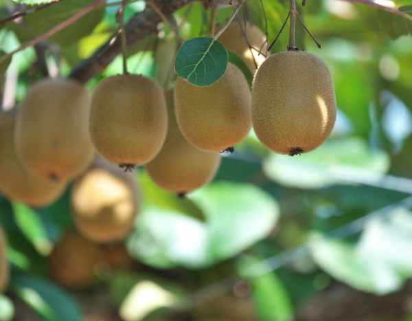 ¿Cómo hacer esquejes de kiwi? : nuestros consejos para conseguirlo