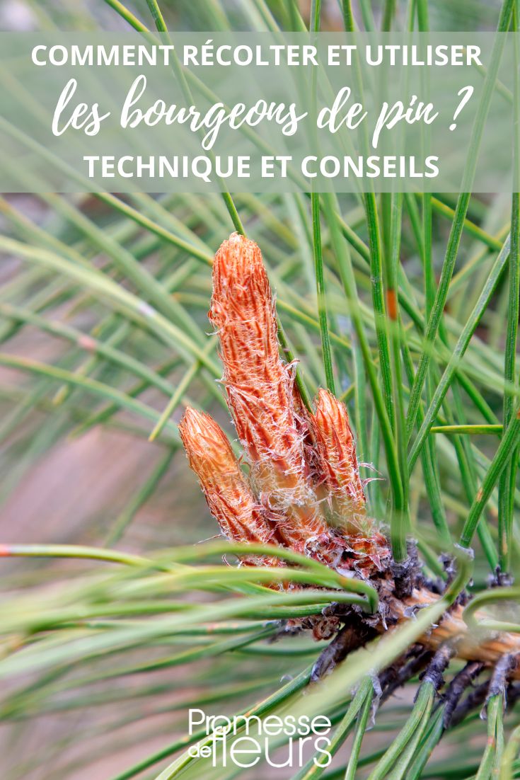 yemas de pino fitoterapia