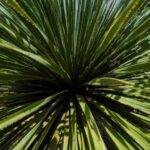 Cómo invernar un Dasylirion: nuestros consejos para protegerlo del frío