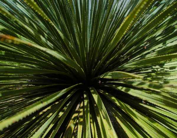 Cómo invernar un Dasylirion: nuestros consejos para protegerlo del frío