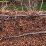 Cultivo en caballones: ¿por qué y cómo practicarlo?