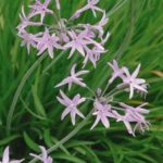 ¿Cómo utilizar la Tulbaghia en la cocina?