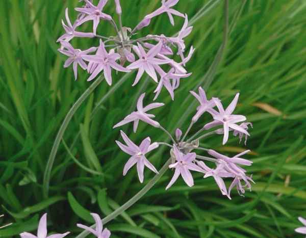 ¿Cómo utilizar la Tulbaghia en la cocina?