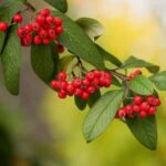 ¿Cómo multiplicar el Cotoneaster?