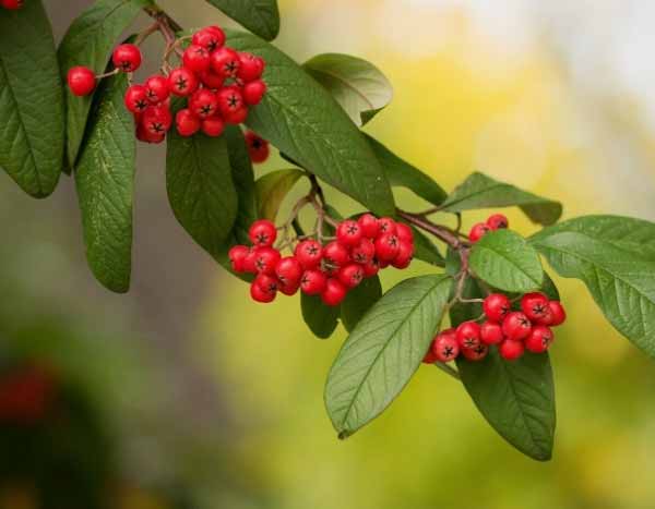 ¿Cómo multiplicar el Cotoneaster?