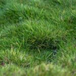 ¿Cómo multiplicar el Zoysia?