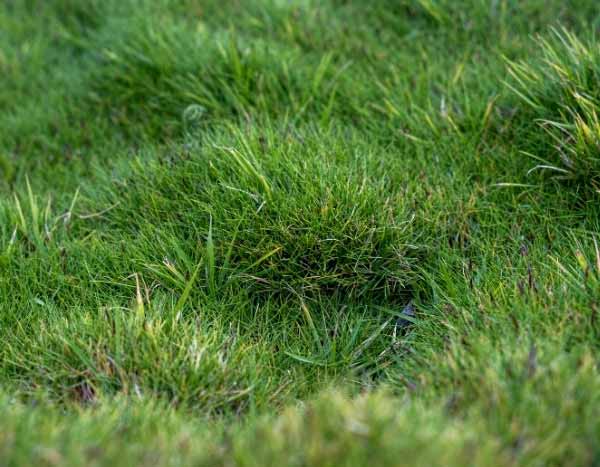 ¿Cómo multiplicar el Zoysia?