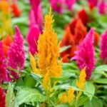 ¿Cómo sembrar la Celòsia?