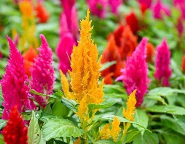 ¿Cómo sembrar la Celòsia?