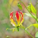 ¿Cómo invernar y multiplicar la Gloriosa?