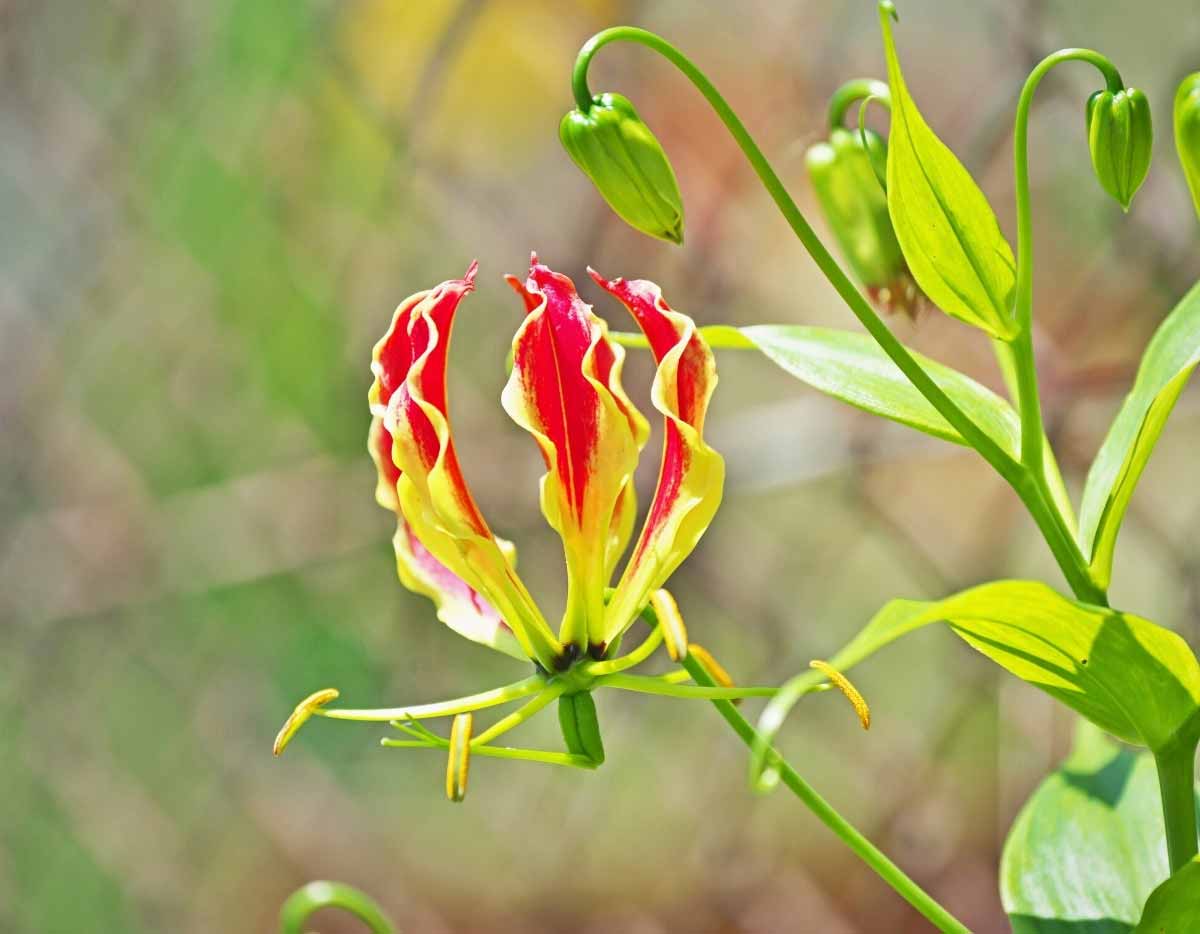 ¿Cómo invernar y multiplicar la Gloriosa?