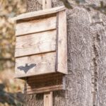 Cómo hacer un refugio para murciélagos?