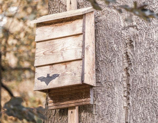 Cómo hacer un refugio para murciélagos?