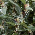 Los mejores arbustos de hoja perenne para un jardín de ciudad