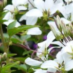 ¿Cómo asociar los Cleome?