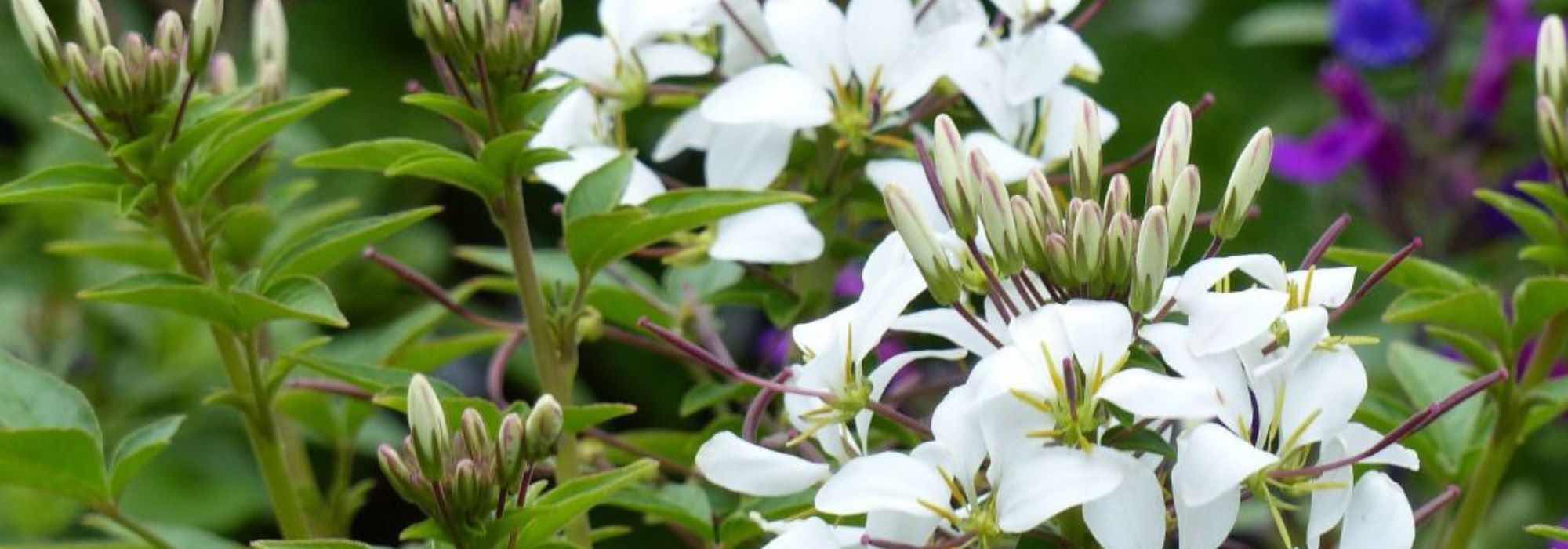 ¿Cómo asociar los Cleome?