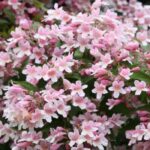 ¿Cómo asociar la Kolkwitzia?