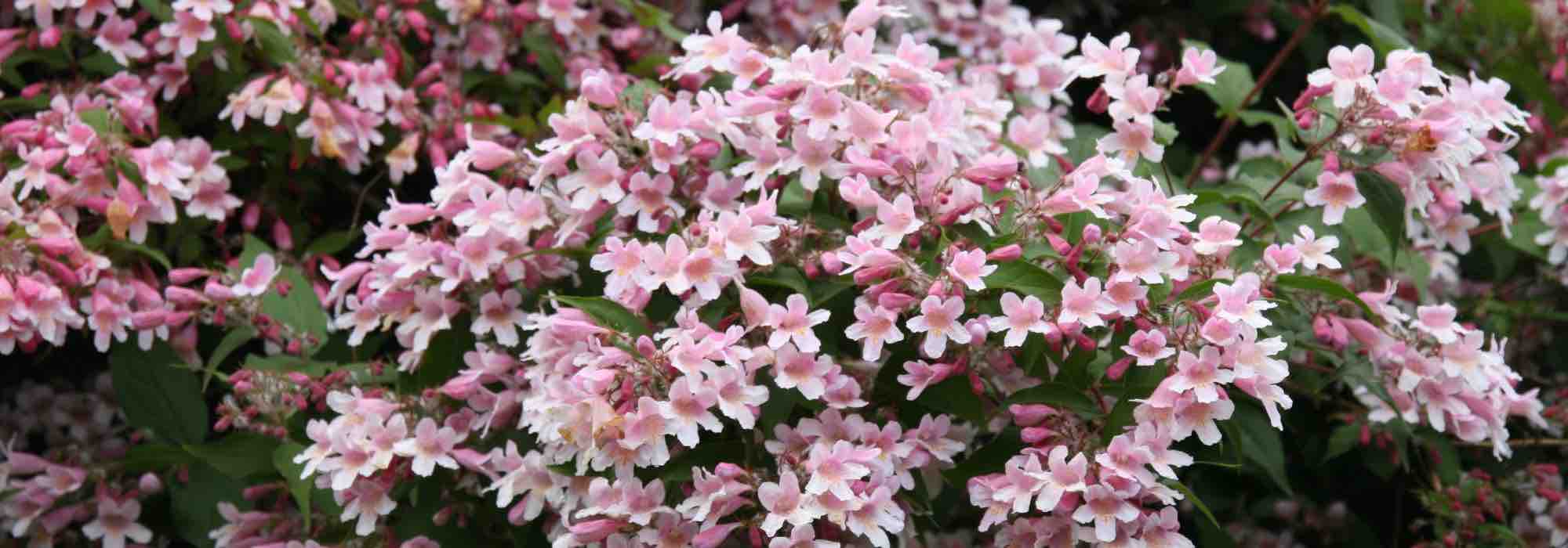 ¿Cómo asociar la Kolkwitzia?