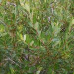 ¿Cómo hacer esquejes de sauce?