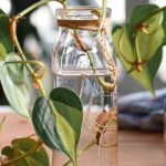 ¿Cómo sacar esquejes de plantas de interior?