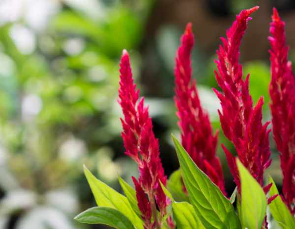 La Celòsia: ¿y si la comiéramos?