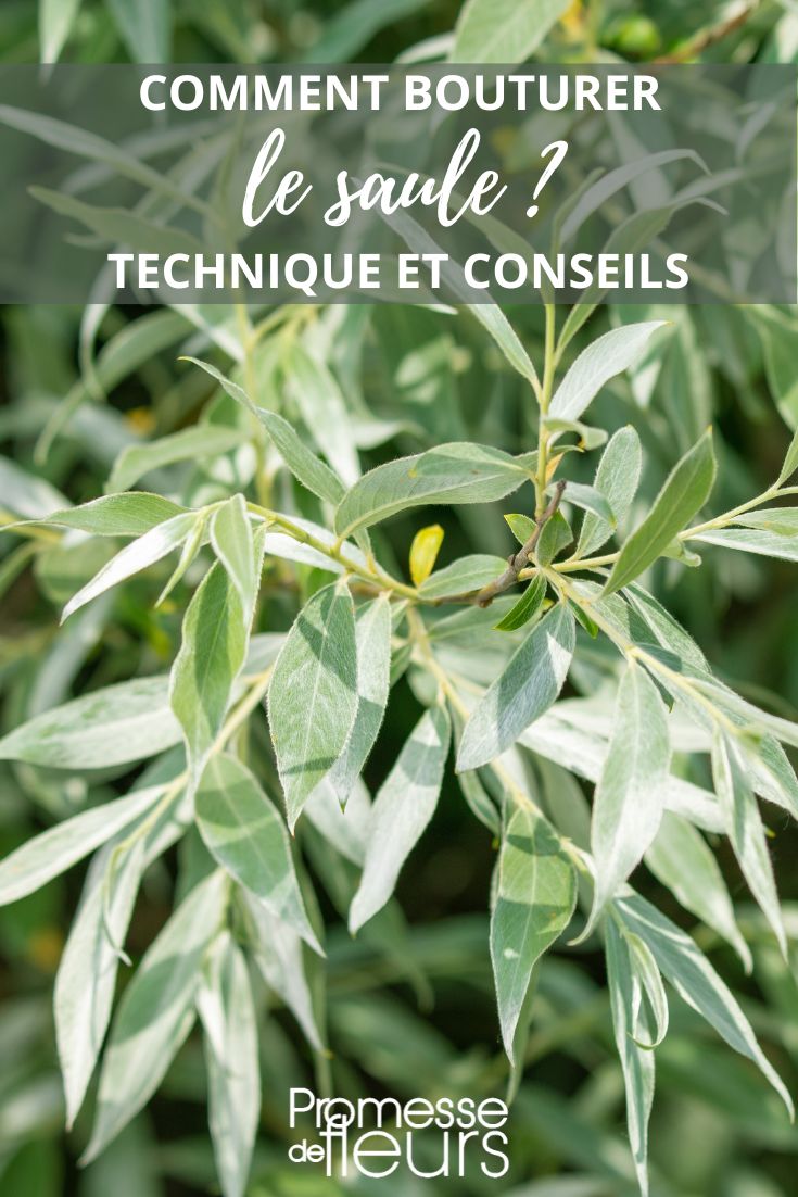 Esquejado de un Salix