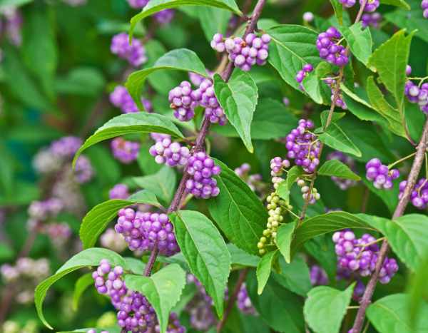 ¿Cómo hacer esquejes de Callicarpa? Nuestros consejos para tener éxito