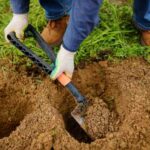 ¿Cómo arruinar la Plantación de sus arbustos en 5 lecciones?