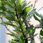 ¿Cómo formar un Laurel-cerezo sobre tallo?