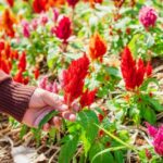 ¿Cómo cosechar y secar la Celòsia?