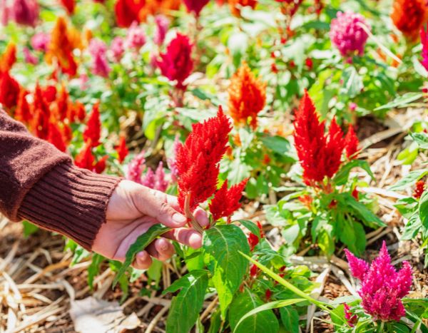 ¿Cómo cosechar y secar la Celòsia?