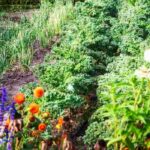 Las flores, un elemento esencial del Huerto permacultural