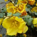 ¿Cómo poner en espaldera y podar el Fremontodendron?